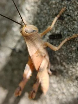 Leaf Grasshopper Fotos de archivo
