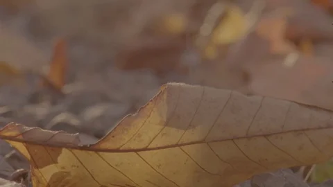 Leaf in Gravel Stock Footage 71280614