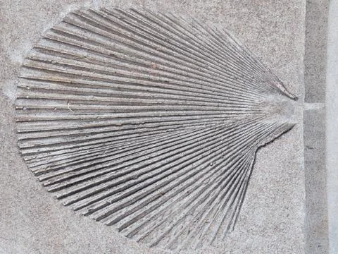 Leaf in a gray concrete Foto stock