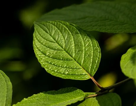 A leaf is green and has a brown stem Stock Photos