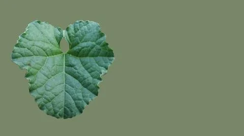 Leaf on green background Stock Photos