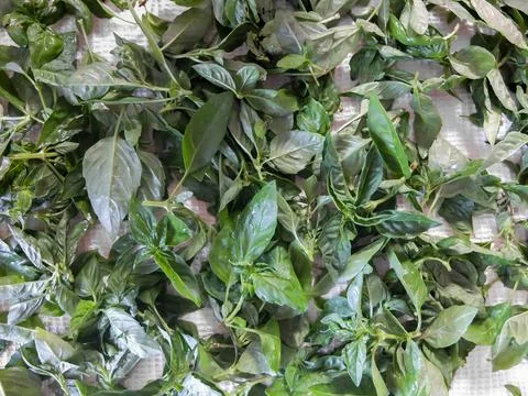 A leaf of green basil on the table Stock Photos