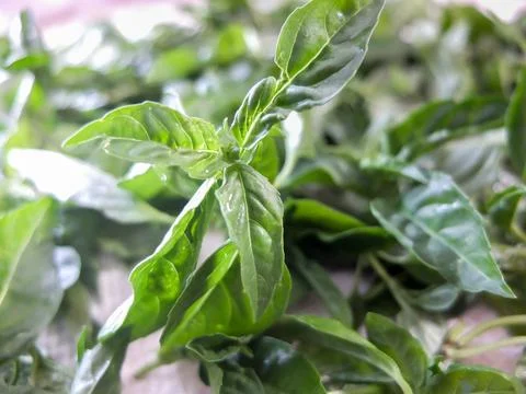 A leaf of green basil on the table Stock Photos