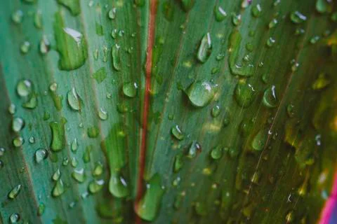 Leaf green with drops of rain Fotos Stock