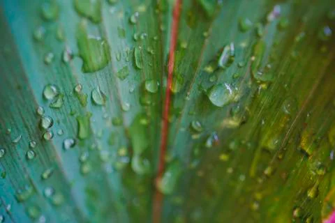 Leaf green with drops of rain Fotos Stock
