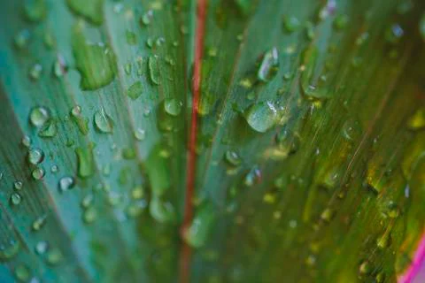 Leaf green with drops of rain Fotos Stock