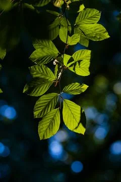 Leaf green foliage background. Leaf green foliage on branch. Leaf green folia Stock Photos