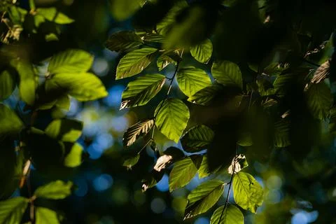Leaf green foliage background. Leaf green foliage on branch. Leaf green folia Stock Photos