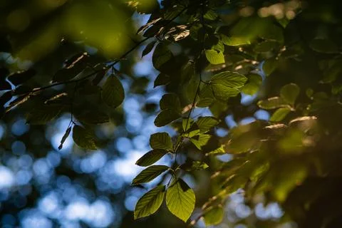 Leaf green foliage background. Leaf green foliage on branch. Leaf green fol.. Stock Photos