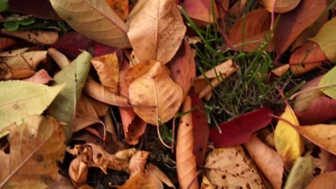 Leaf in green grass Video stock 163926097