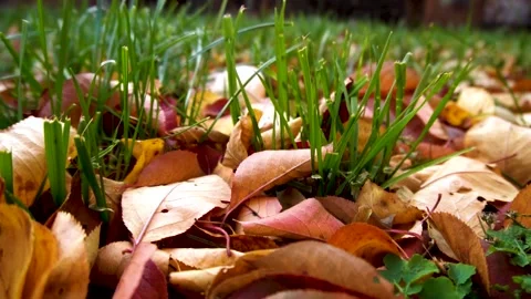 Leaf in green grass 스톡 동영상 163926105