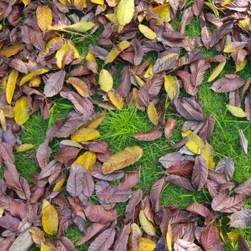Leaf on green grass Foto stock
