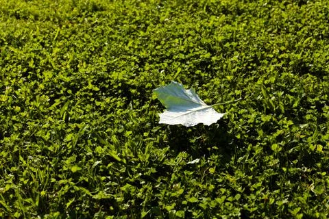 Leaf on green grass Stock Photos