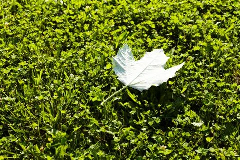 Leaf on green grass Stock Photos