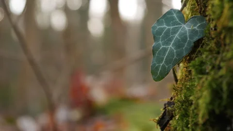 A leaf of green ivy among the moss. Leaves are falling in the background. Stock Footage 258275951