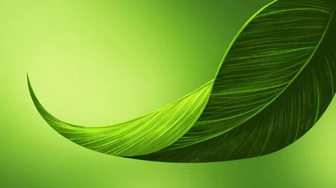 Leaf is green lush on green background . Aleafis anorganand is the principal Stock Illustration