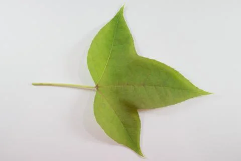 Leaf of Green mix red Maple tree isolated Stock Photos