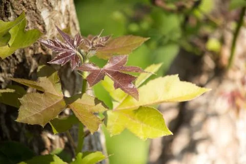 Leaf of Green mix red Maple tree Stock Photos