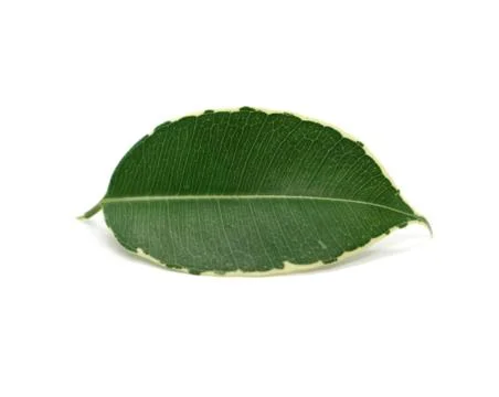 Leaf green with natural pattern on edges isolated on white background. Foto stock