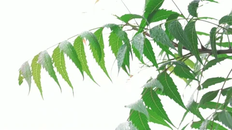 Leaf of green neem plant,Neem leaves used as ayurvedic medicine, Stock Footage