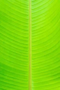 Leaf green Foto stock