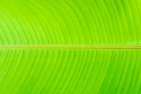 Leaf green Foto stock