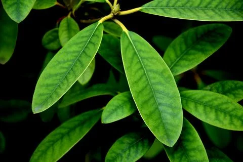 Leaf green 写真素材