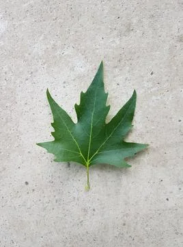 Leaf green of plane tree isolated for background Stock Photos