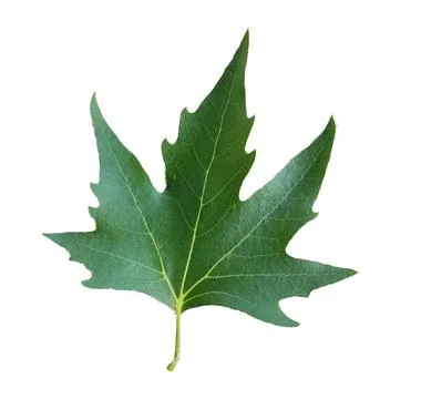 Leaf green of plane tree isolated for background Stock Photos