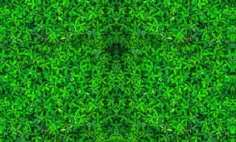 Leaf green spring plants texture background photo Stock Photos
