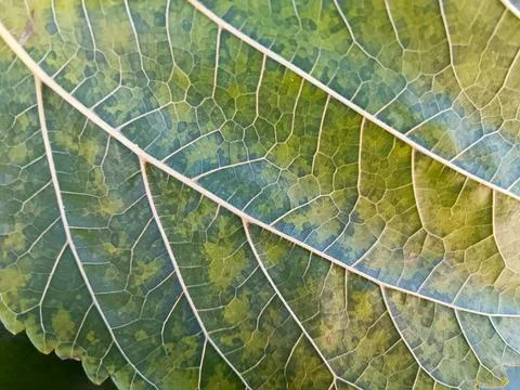 A leaf with a green stem and a brown spot.  Stock Photos