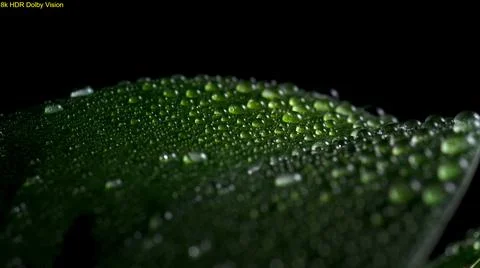 A LEAF OF GREENERY IN THE DEW Stock Photos