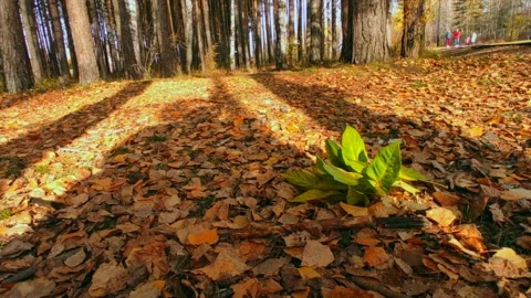 Leaf of greenery in orange autumn forest Stock-Footage 218271580