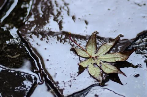 Leaf on ground after rain Stock Photos