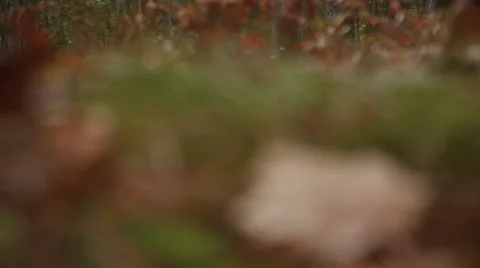 Leaf on the ground with dew drops Stock Footage 46133036