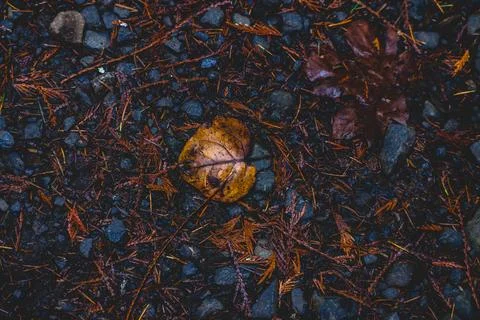 A leaf is on the ground next to some rocks Fotos Stock