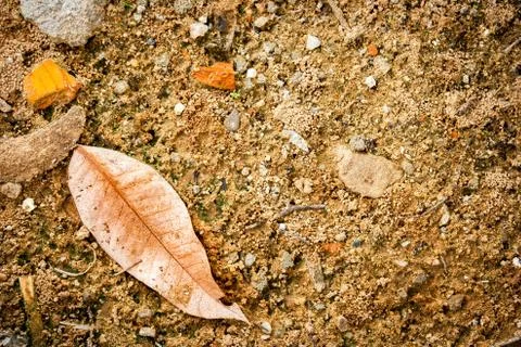 Leaf on the ground. Stock Photos