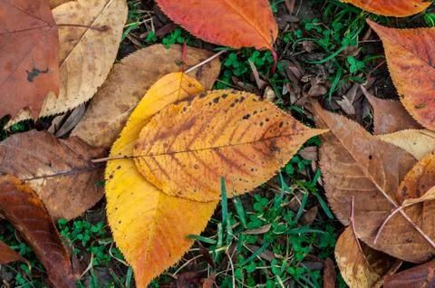 Leaf on the ground Stock Photos