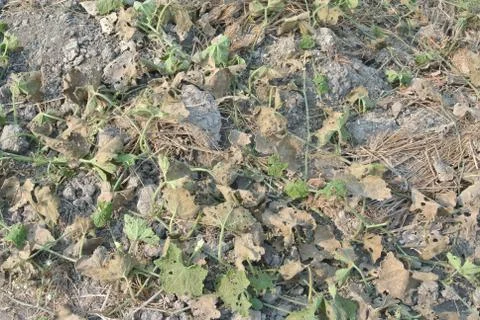 Leaf on the ground Stock Photos