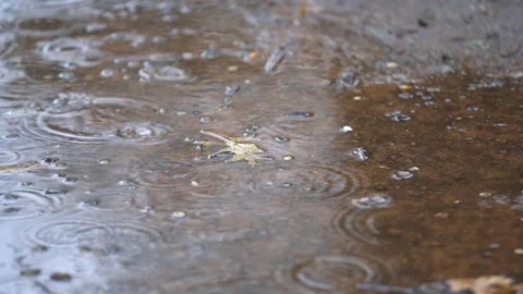 Leaf on the Ground with Rain Drops 4K Stock Footage 227745902