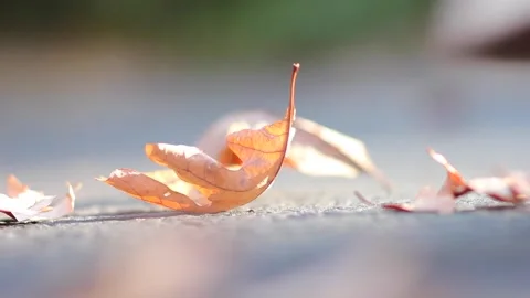 Leaf on Ground Stepped On Stock Footage 236812021