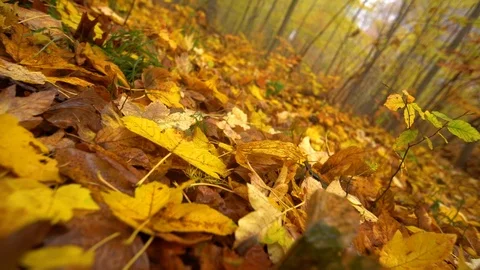 Leaf on ground yellow and brownish autumn in forest, fog. dolly shot and tilting Stock Footage 98174868