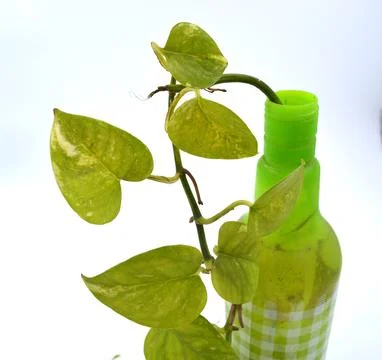 Leaf growing on bottle Stock Photos