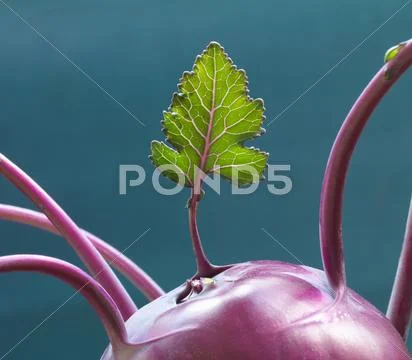 Leaf Growing Out Of Purple Kohlrabi