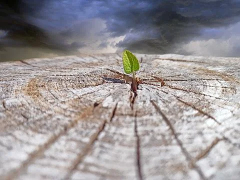 Leaf growing in place of sawn tree. Ecological problems. Deforestation Foto stock