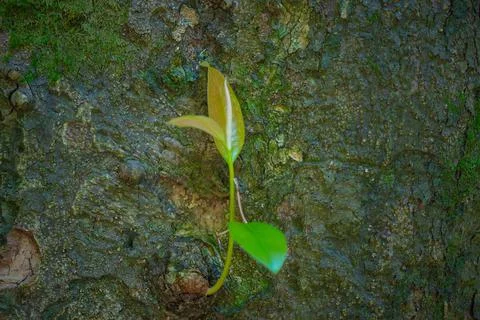A leaf grows from a tree trunk in the Batumi Botanical Garden Stock Photos