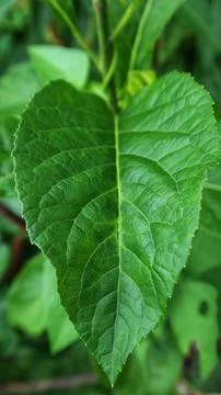 Leaf guttaperchabaum Stock Photos