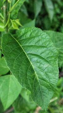 Leaf guttaperchabaum Foto stock