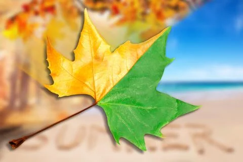 Leaf half dried on blured background Foto stock