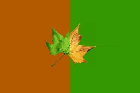 Leaf half dried on two colors, green and brown Stock Photos